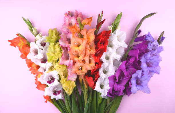 Mixed Gladiolus Flower Seeds – Heirloom, Non-GMO, High Germination Seeds