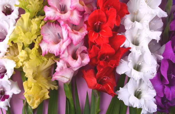 Mixed Gladiolus Flower Seeds – Heirloom, Non-GMO, High Germination Seeds