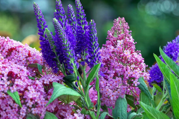Mix Buddleia Flower Seeds – Heirloom, Non-GMO, High Germination Seeds