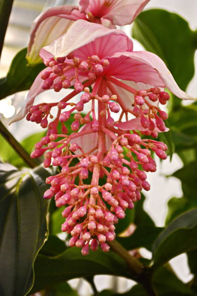 Medinilla Magnifica Flower Seeds Pink – Heirloom, Non-GMO, High Germination Seeds