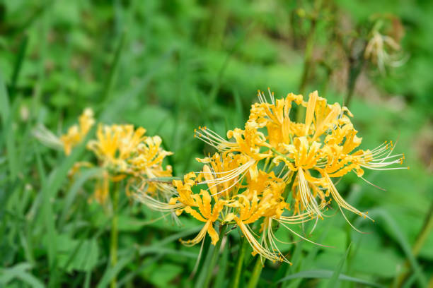 Yellow Lycoris Flower Seeds – Heirloom, Non-GMO, High Germination Organic Seeds