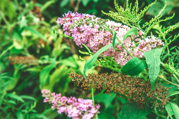 Mix Buddleia Flower Seeds – Heirloom, Non-GMO, High Germination Seeds