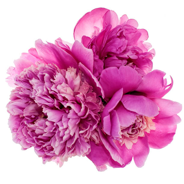 Pfingstrosen Blumensamen Rosa – Alte Sorte, gentechnikfrei, hohe Keimfähigkeit Bio-Gartensamen zum Pflanzen