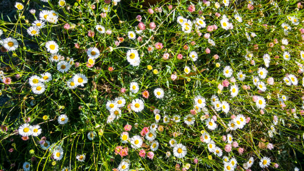 Mixed Erigeron Karvinskianus Flower Seeds – Heirloom, Non-GMO, High Germination Seeds