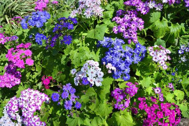 Gemischte Senetti Pericallis Blumensamen zum Pflanzen – Alte Sorte, gentechnikfrei, keimfreudige Bio-Gartensamen