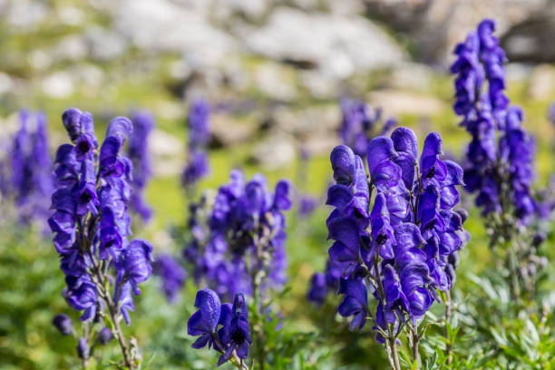 Violet Monkshood Flower Seeds – Heirloom, Non-GMO, High Germination Seeds