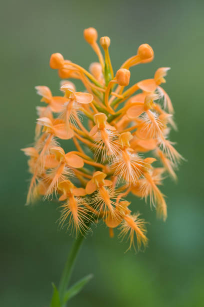 Orange Platanthera Ciliaris Flower Seeds – Heirloom, Non-GMO, High Germination Seeds