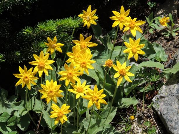 Arnica Montana Herb Plant Seeds – Heirloom, Non-GMO, High Germination Seeds