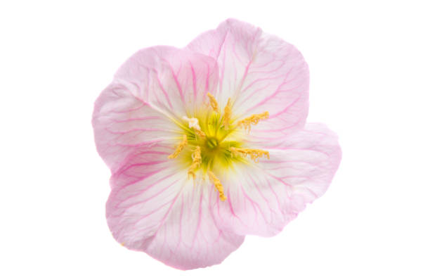 Pale Pink Nasturtium Flower Seeds – Heirloom, Non-GMO, High Germination Seeds