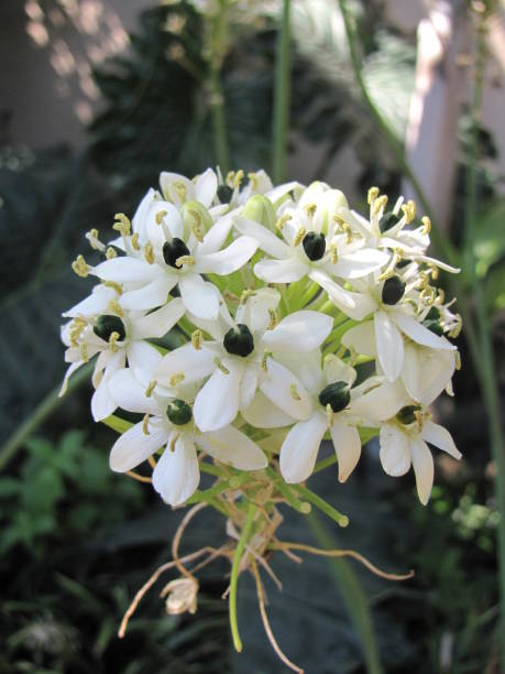 Ornithogalum Thyrsoides Flower Seeds – Heirloom, Non-GMO, High Germination Seeds