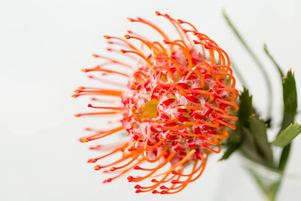 Semillas de Flor Protea Naranja – Cimiente, No-OGM, Semillas de Jardín Orgánicas de Alta Germinación para Sembrar