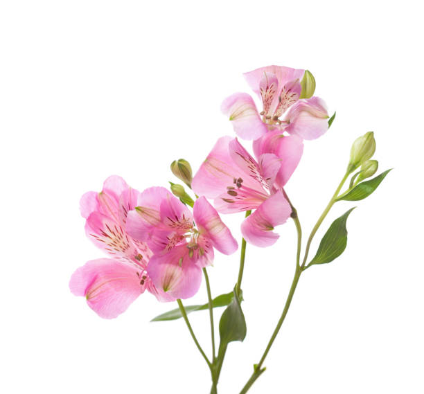 Pale Pink Alstroemeria Flower Seeds – Heirloom, Non-GMO, High Germination Seeds