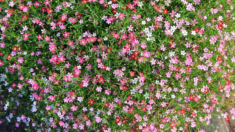Mixed Linum Flower Seeds – Heirloom, Non-GMO, High Germination Seeds