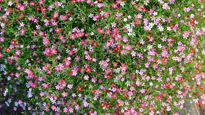 Mixed Linum Flower Seeds – Heirloom, Non-GMO, High Germination Seeds