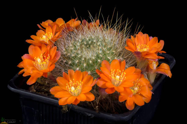 Orange Rebutia Flower Seeds – Heirloom, Non-GMO, High Germination Seeds