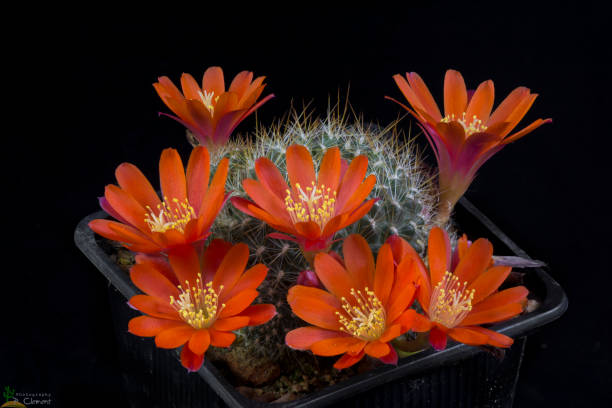 Orange Rebutia Flower Seeds – Heirloom, Non-GMO, High Germination Seeds