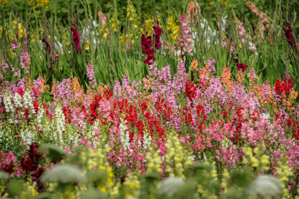 Mixed Linaria Flower Seeds – Heirloom, Non-GMO, High Germination Seeds
