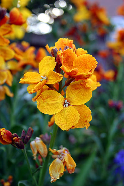Orange Cheiranthus Flower Seeds – Heirloom, Non-GMO, High Germination Seeds
