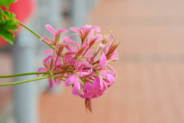 Seltene rosa Pelargonium Peltatum Blumensamen – alte Sorte, gentechnikfrei, hohe Keimrate, Bio-Gartensamen zum Pflanzen