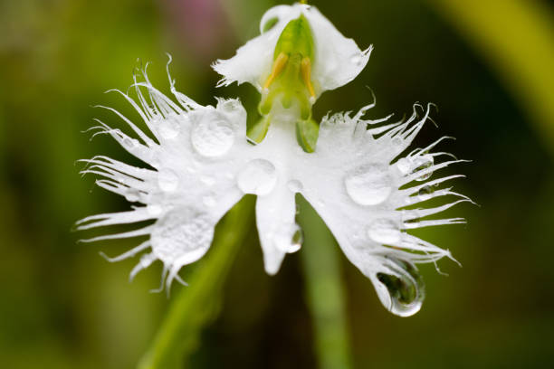Egret Orchid Flower Seeds – Heirloom, Non-GMO, High Germination Organic Garden Seeds