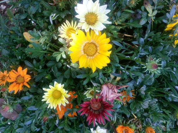 Mixed Venidium Fastuosum Flower Seeds – Heirloom, Non-GMO, High Germination Seeds