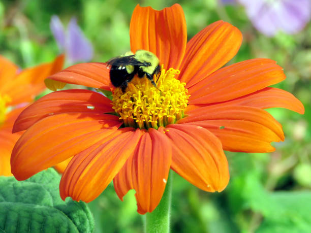 Orange Tithonia Rotundifolia Flower Seeds – Heirloom, Non-GMO Seeds