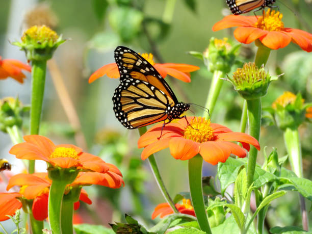 Orange Tithonia Rotundifolia Flower Seeds – Heirloom, Non-GMO, High Germination Seeds