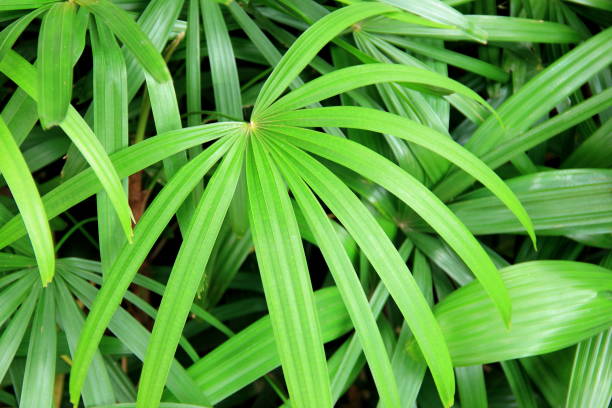 Green Rhapis Palm Plant Seeds for Planting – Heirloom, Non-GMO, High Germination Organic Garden Seeds