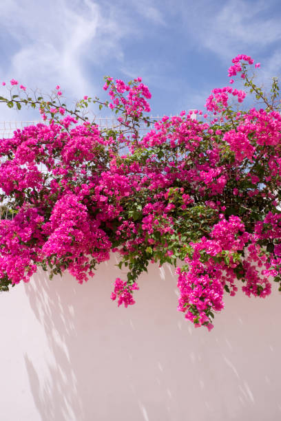 Pink Climbing Bougainvillea Flower Seeds – Heirloom, Non-GMO, High Germination, Organic Garden Seeds