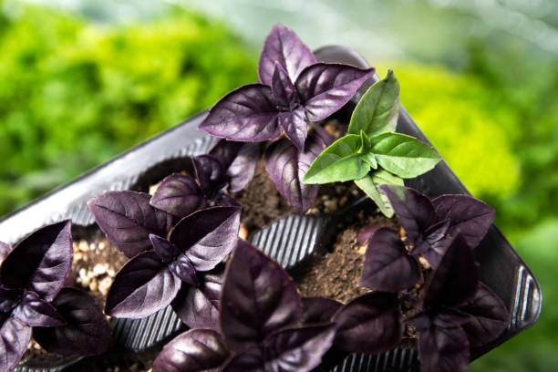 Basil Seed Mix for Planting – Heirloom Non-GMO High Germination Organic Garden Seeds