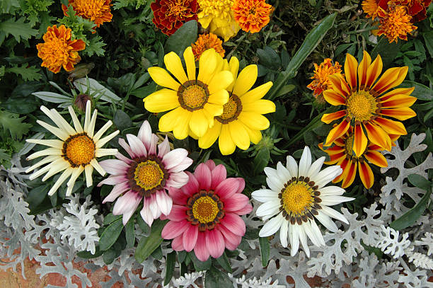 Mixed Gazania Flower Seeds – Heirloom, Non-GMO, High Germination Seeds