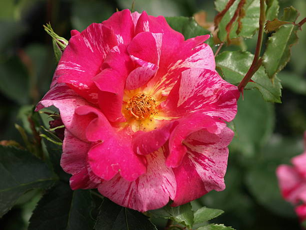 Red Osirias Rose Flower Seeds – Heirloom Non-GMO High Germination Seeds
