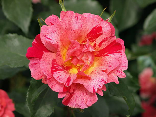 Red Osirias Rose Flower Seeds – Heirloom Non-GMO High Germination Seeds