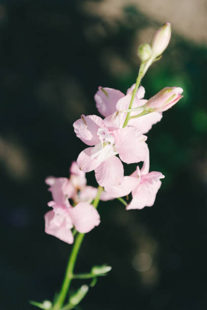 Blassrosa Lobelien-Samen – Alte Sorte, gentechnikfrei, hohe Keimrate, Bio-Gartensamen zum Anpflanzen