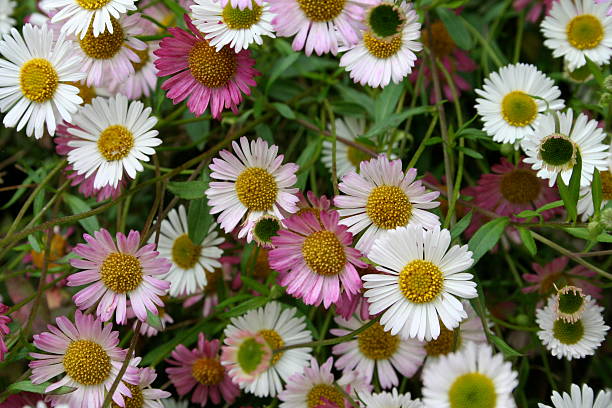 Mixed Erigeron Karvinskianus Flower Seeds – Heirloom, Non-GMO, High Germination Seeds