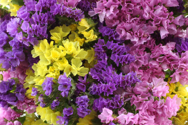 Mix Fournieri Flower Seeds – Heirloom, Non-GMO, High Germination Seeds