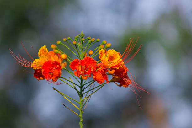 Orange Yellow Caesalpinia Flower Seeds – Heirloom, Non-GMO, High Germination Seeds