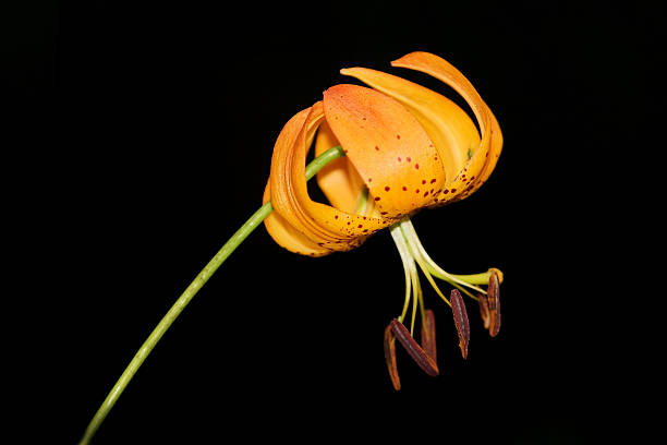 Orange Lilium Superbum Flower Seeds – Heirloom, Non-GMO, High Germination Seeds