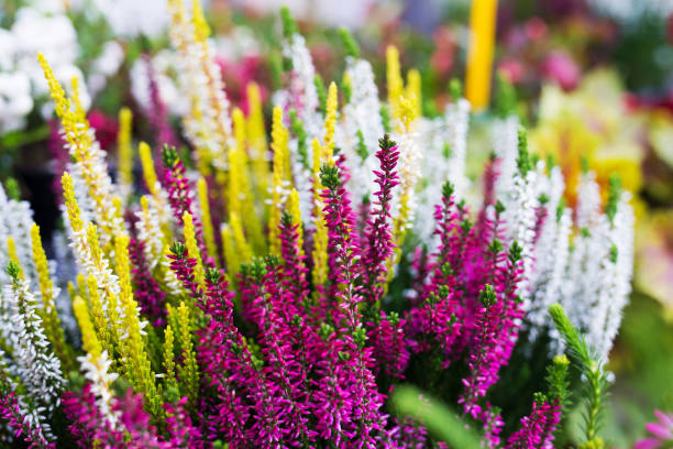 Gemischte Calluna Vulgaris Blumensamen – Alte Sorte, gentechnikfrei, hohe Keimfähigkeit, Bio-Gartensamen zum Pflanzen