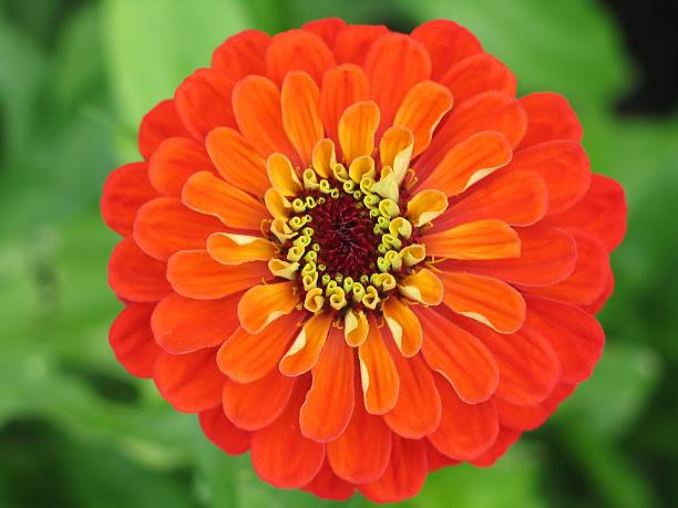 Orange Giant Zinnia Flower Seeds – Heirloom, Non-GMO, High Germination Seeds