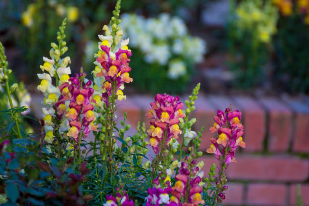 Semillas de flores variadas de Antirrhinum Majus – Herencia, sin OGM, alta germinación