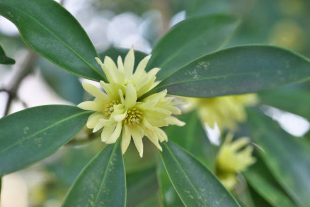 Pachysandra Flower Seeds Yellow – Heirloom, Non-GMO, High Germination Seeds