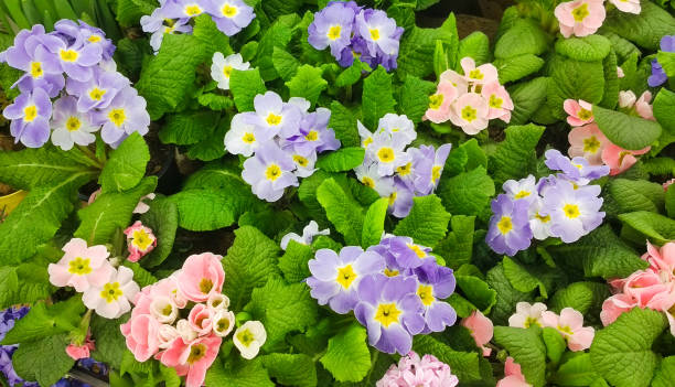 Mixed Auricula Flower Seeds – Heirloom, Non-GMO, High Germination Seeds