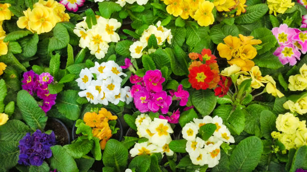 Mixed Auricula Flower Seeds – Heirloom, Non-GMO, High Germination Seeds
