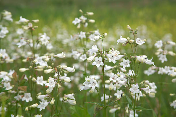 White Penstemon Flower Seeds – Heirloom, Non-GMO, High Germination Seeds