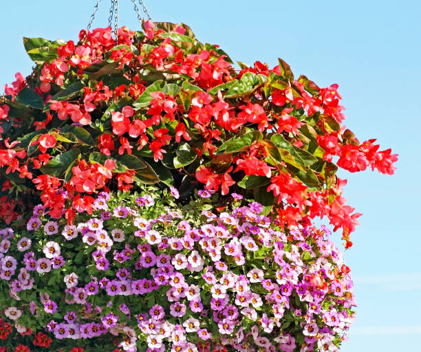 Semillas de Petunia Mini Mixtas de Herencia No Transgénicas de Alta Germinación para Jardín Orgánico