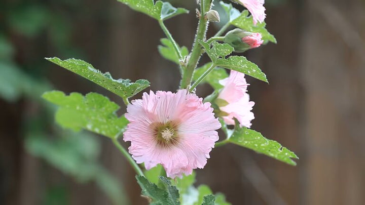 Pale Pink Hollyhock Flower Seeds – Heirloom, Non-GMO, High Germination Seeds