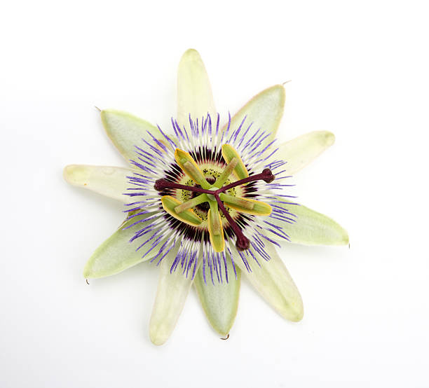 White Passiflora Flower Seeds – Heirloom, Non-GMO, High Germination Seeds