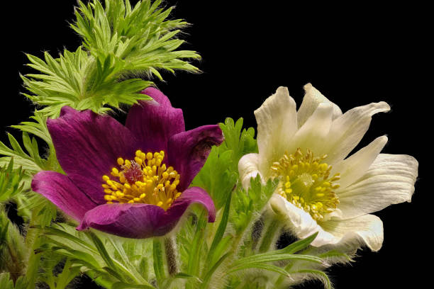 Semillas Mezcladas de Flor de Pascua Herencia No-GMO Alta Germinación Semillas Orgánicas para Jardín