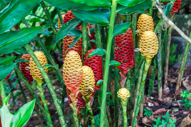 Mixed Beehive Ginger Flower Seeds – Heirloom, Non-GMO, High Germination Seeds